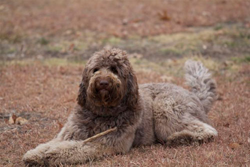 labradoodle-chocolate-1