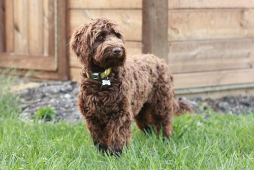 labradoodle-chocolate-10