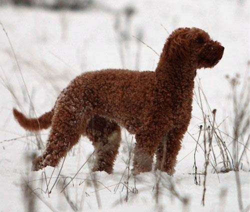 labradoodle-chocolate-11