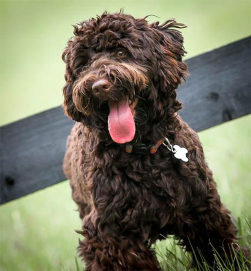 labradoodle-chocolate-12