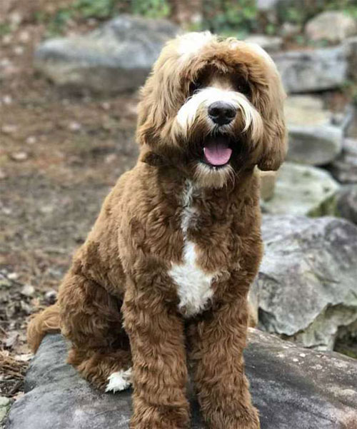 labradoodle-chocolate-13