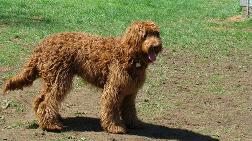 labradoodle-chocolate-14