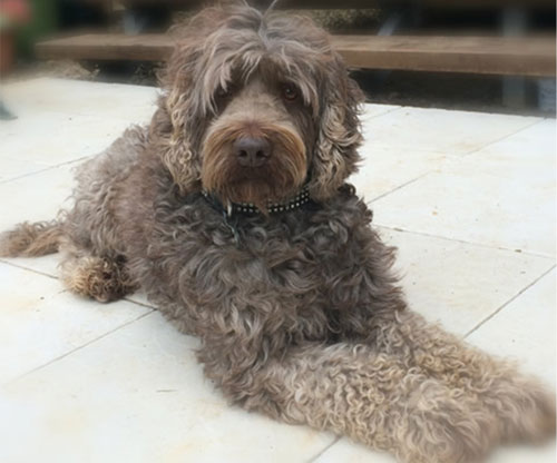 labradoodle-chocolate-15