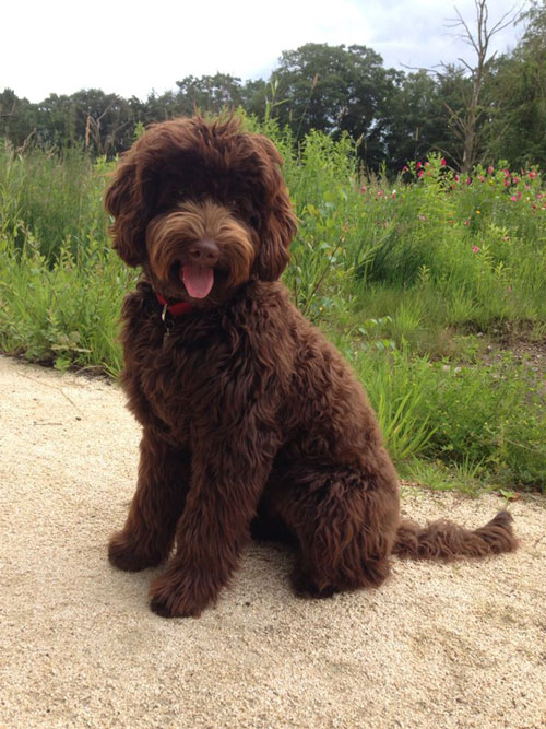 labradoodle-chocolate-16