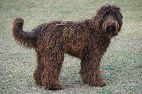 labradoodle-chocolate-17