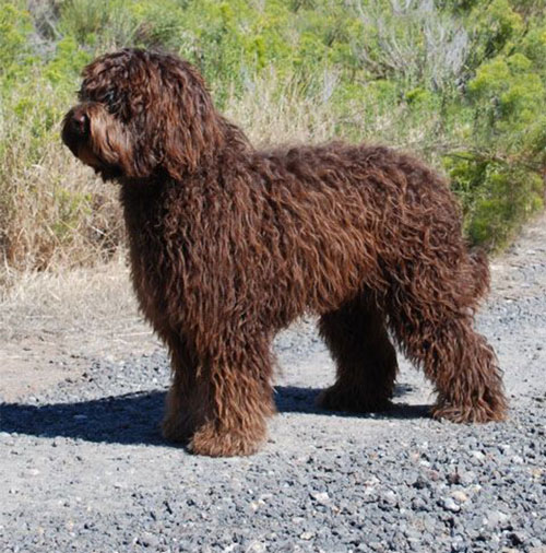 labradoodle-chocolate-18