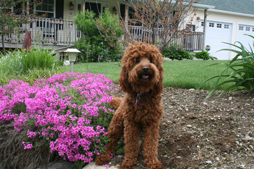 labradoodle-chocolate-2