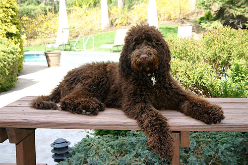 labradoodle-chocolate-3