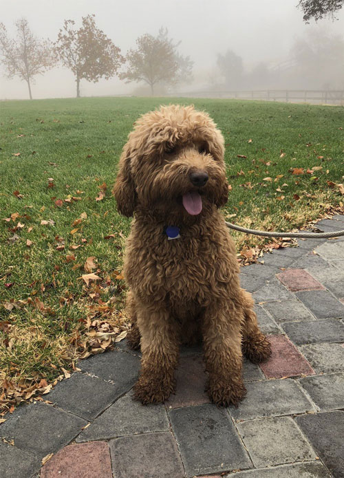 labradoodle-chocolate-4