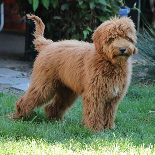 labradoodle-chocolate-5