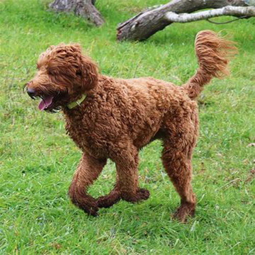 labradoodle-chocolate-6