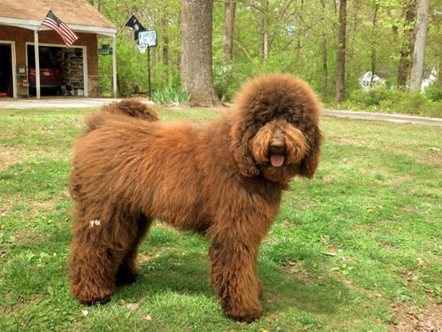 labradoodle-chocolate-7