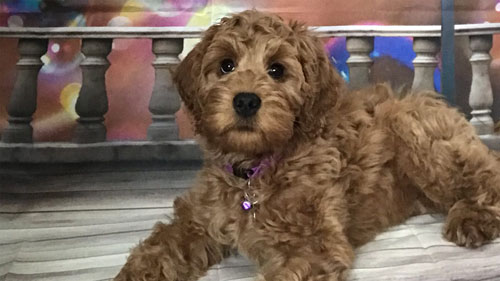 labradoodle-chocolate-8