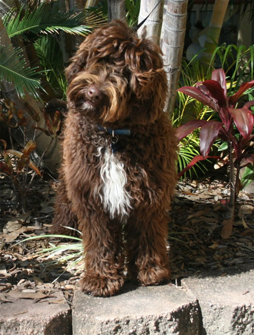 labradoodle-chocolate-9