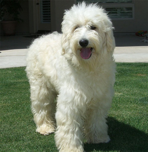 white labradoodle