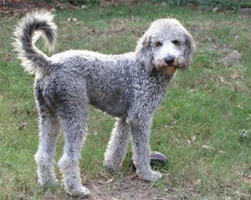 labradoodle-cream-12