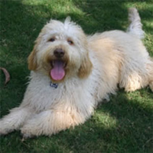 Labradoodle Images and Photos - Labradoodles & Dogs