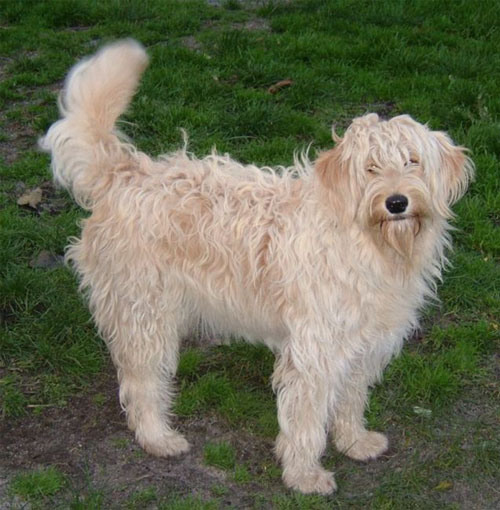 labradoodle-cream-5