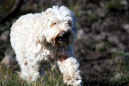 labradoodle-cream-8