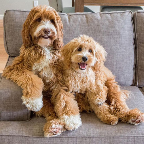 Family labradoodle store