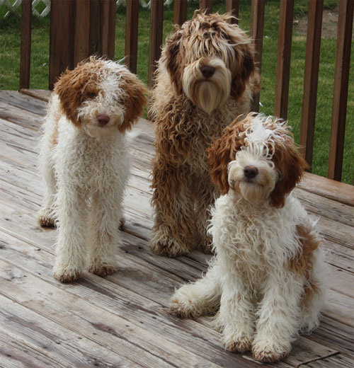 Chocolate and shop white labradoodle