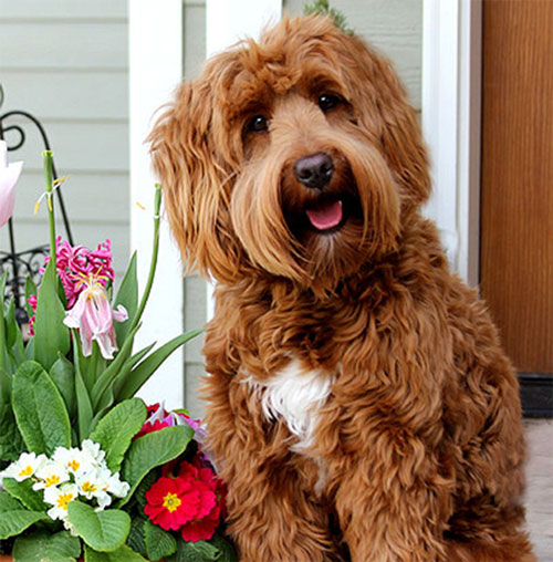 labradoodle-golden-1