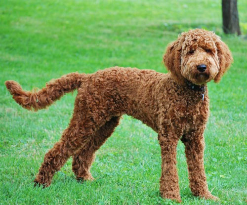 labradoodle-golden-10