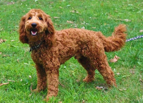 labradoodle-golden-11