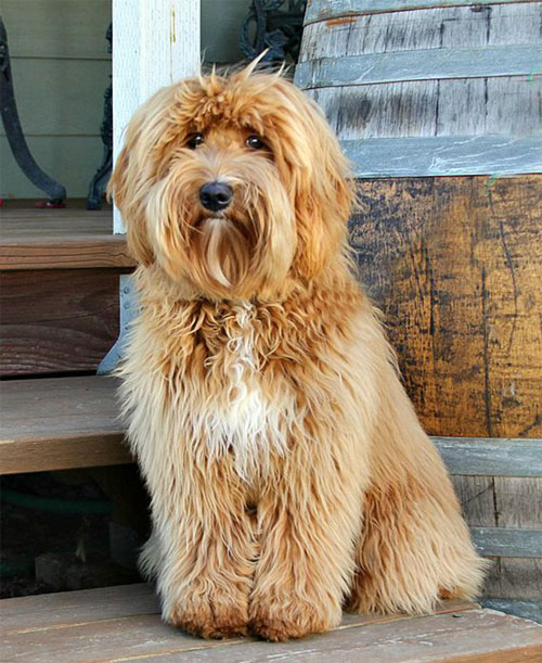 labradoodle-golden-12