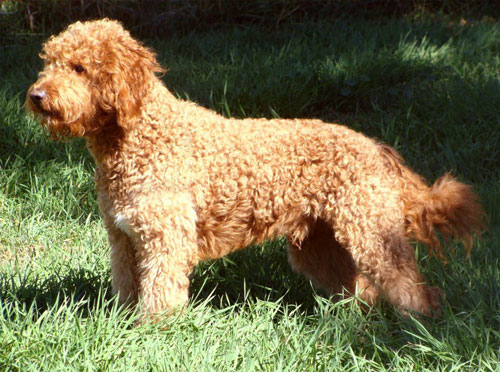 labradoodle-golden-13