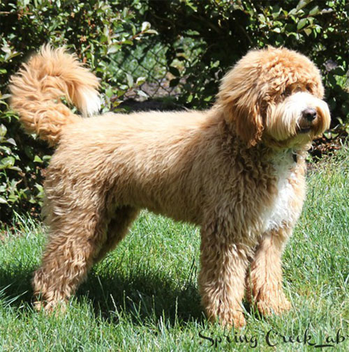 labradoodle-golden-14