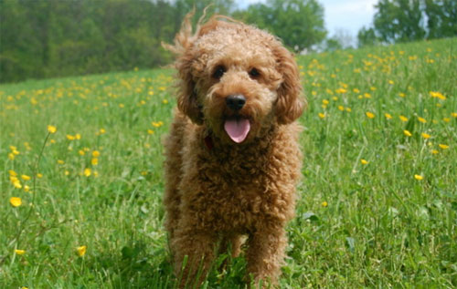 labradoodle-golden-15