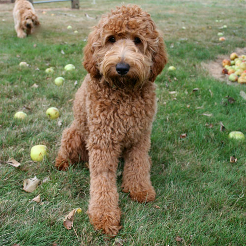 labradoodle-golden-16