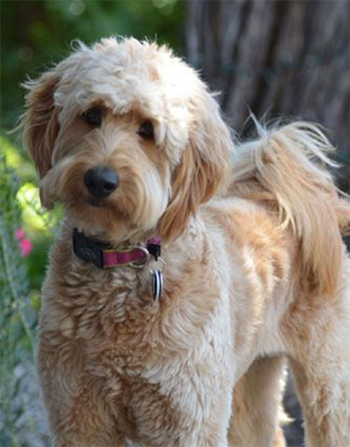 labradoodle-golden-2