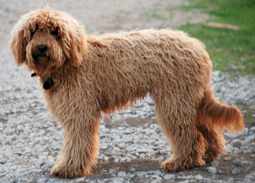 labradoodle-golden-3