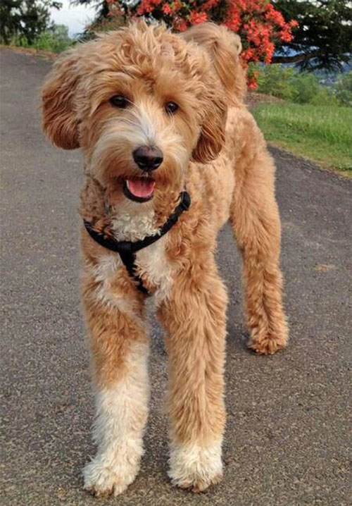 miniature poodle lab mix