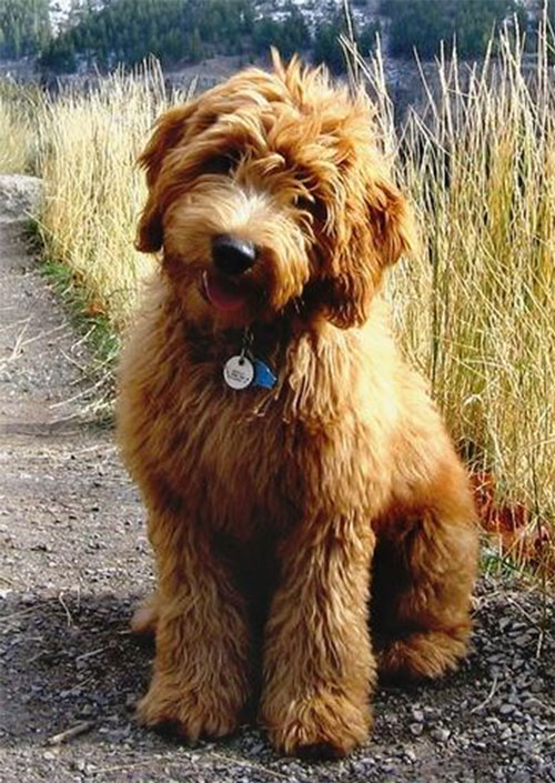 labradoodle-golden-5