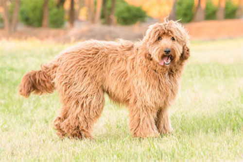 labradoodle-golden-6