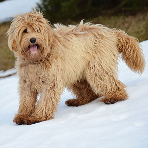 labradoodle-golden-8