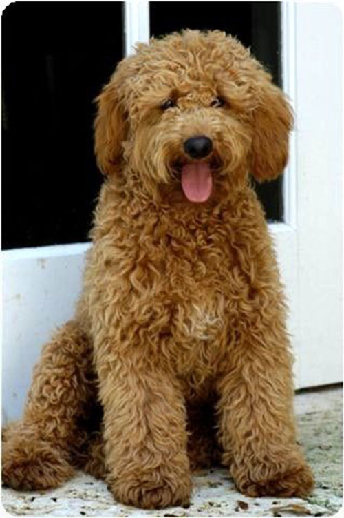 labradoodle-golden-9