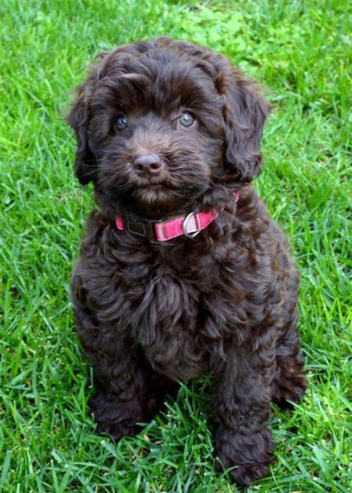 puppy-labradoodle-1