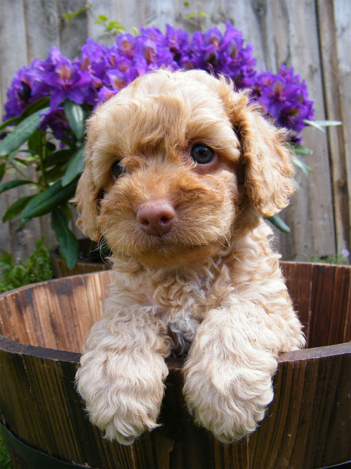 puppy-labradoodle-10