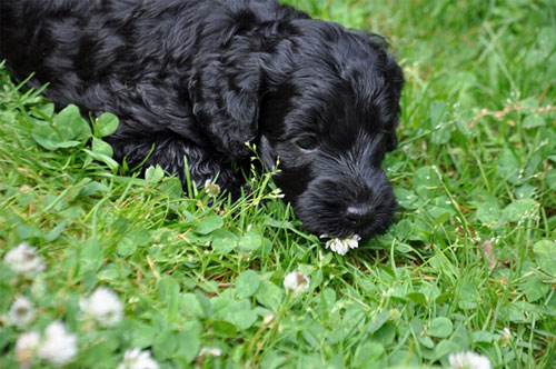 puppy-labradoodle-11