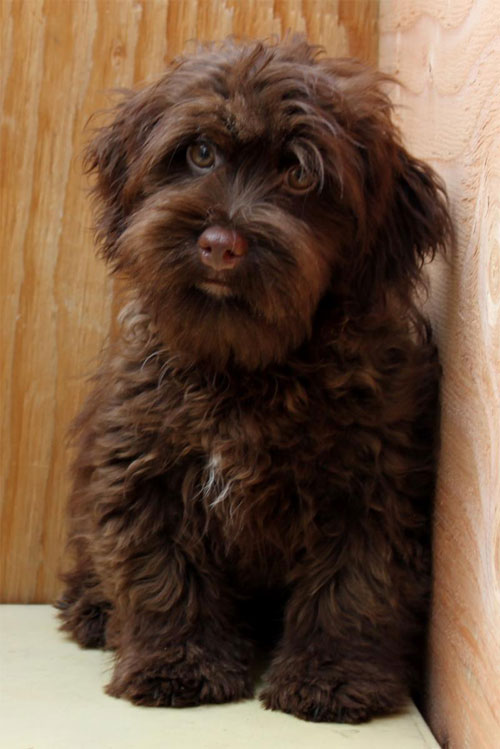 puppy-labradoodle-12