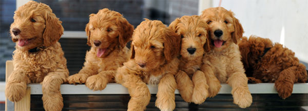 puppy-labradoodle-13