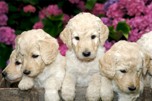 puppy-labradoodle-14