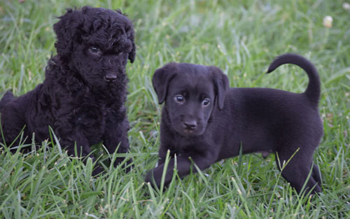 puppy-labradoodle-15