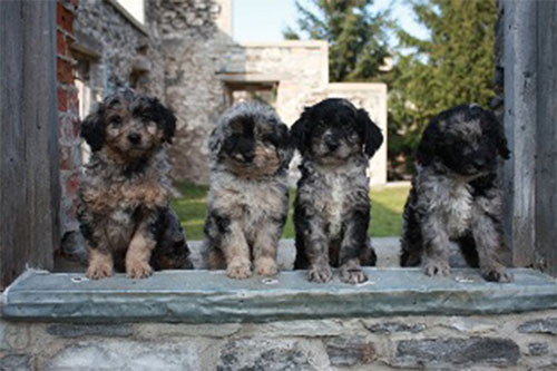 puppy-labradoodle-17