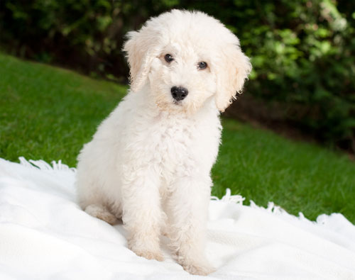 puppy-labradoodle-18