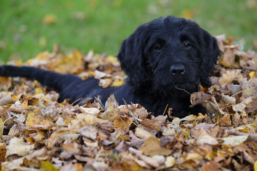 puppy-labradoodle-19